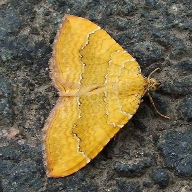Yellow shell moth (Camptogramma bilineata)