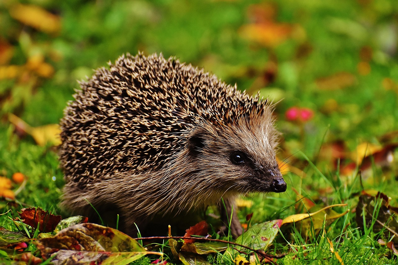 A hedgehog on leaves and grass