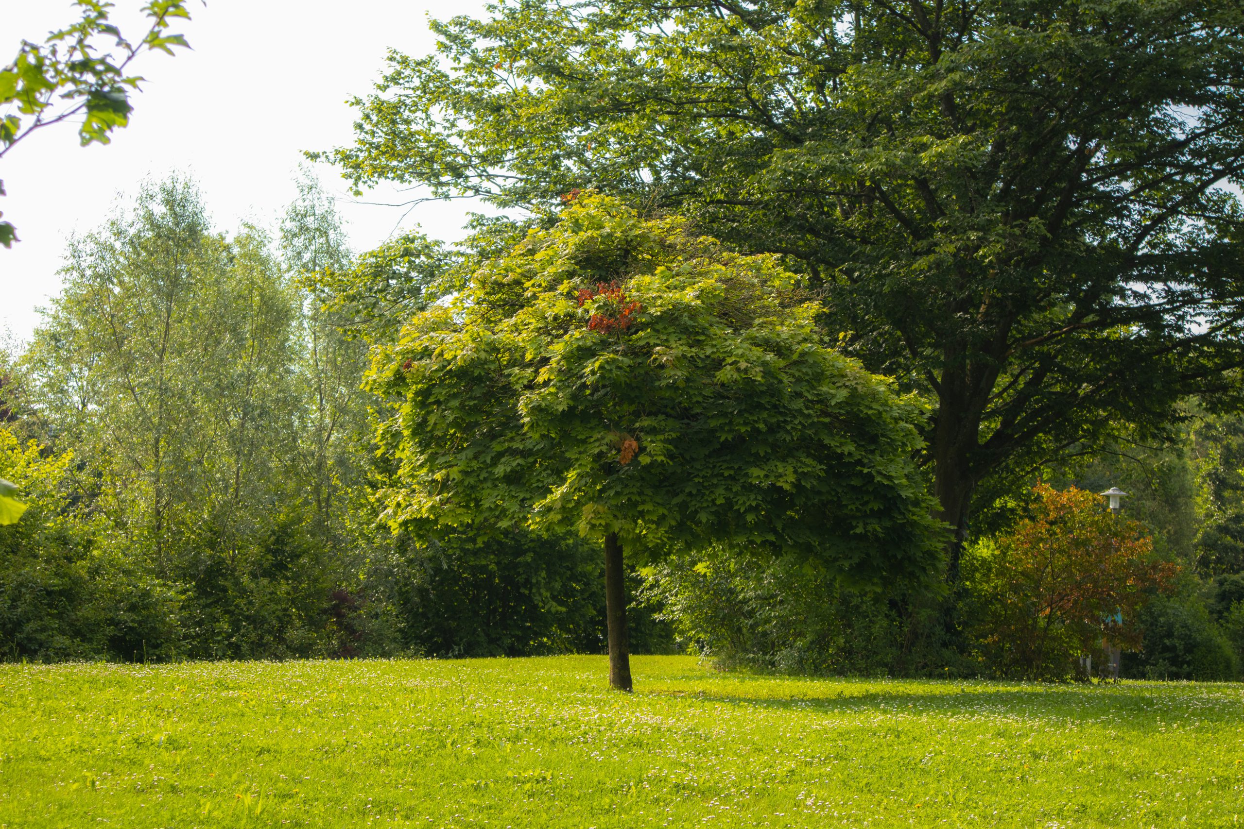 Tree in a park