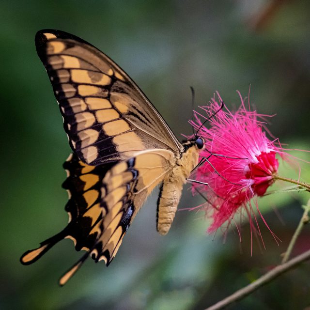 A butterfly on a pink flower